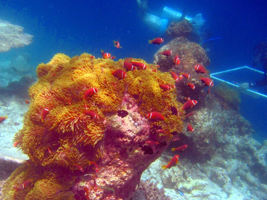 Large clown fish colony