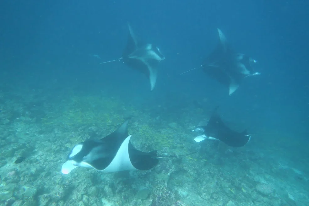 A congregation of Mantas (photo: Dominique P).