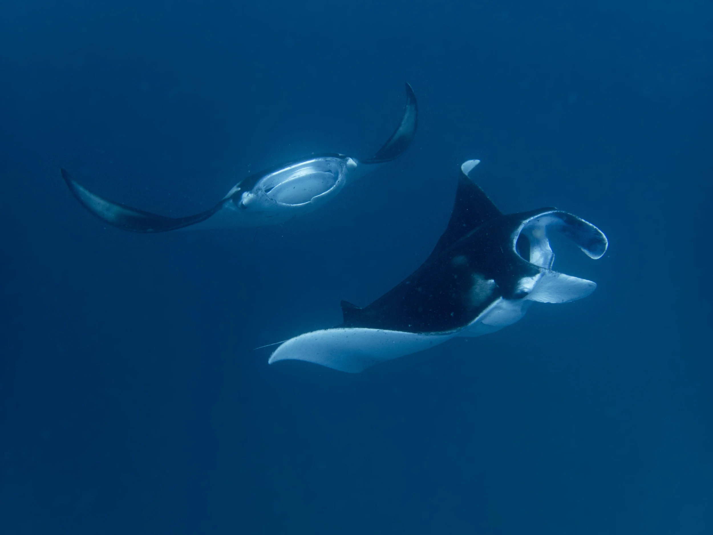 Manta Rays
