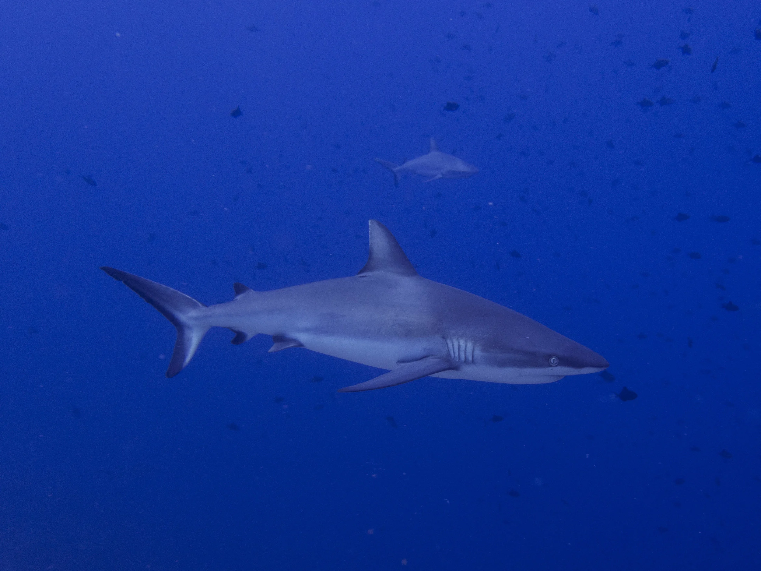 Grey reef shark