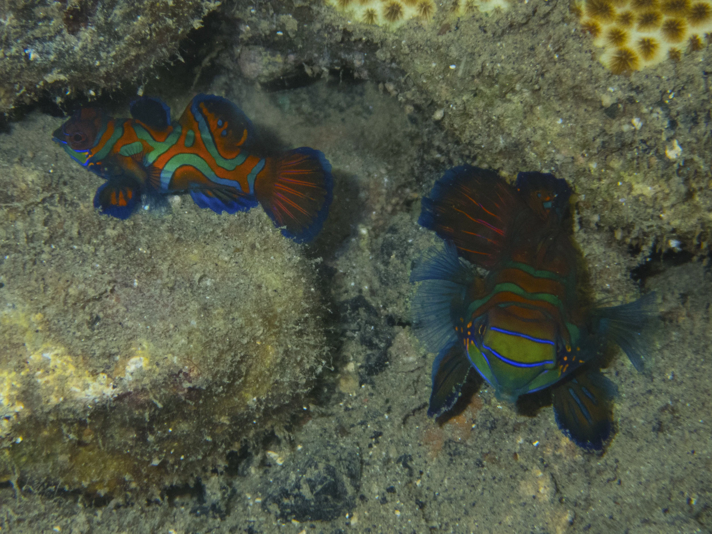 Mandarin fish (2.5 inch)