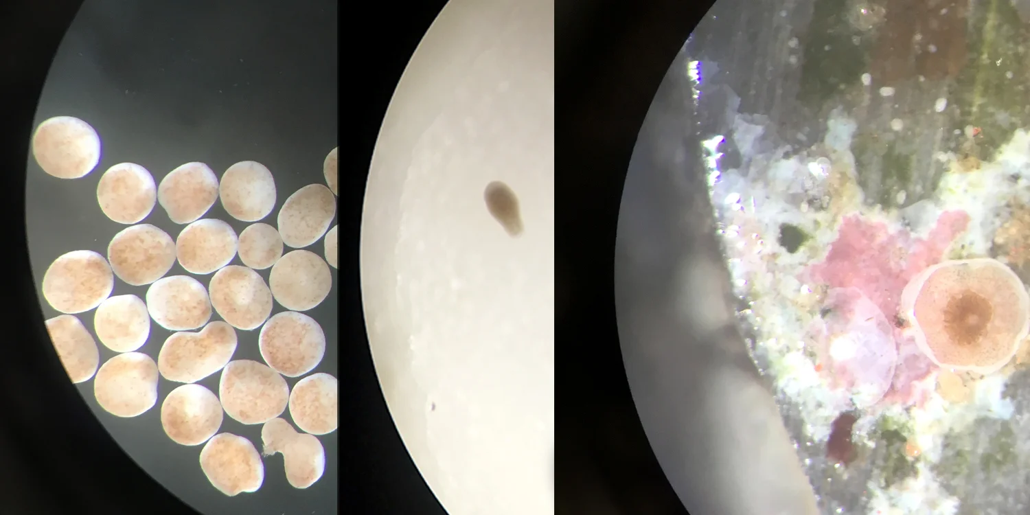 Microscopic view of rice coral embryos (left), swimming larvae (middle), and settle spat (right). Not to scale. (Photo: S. Matsuda)