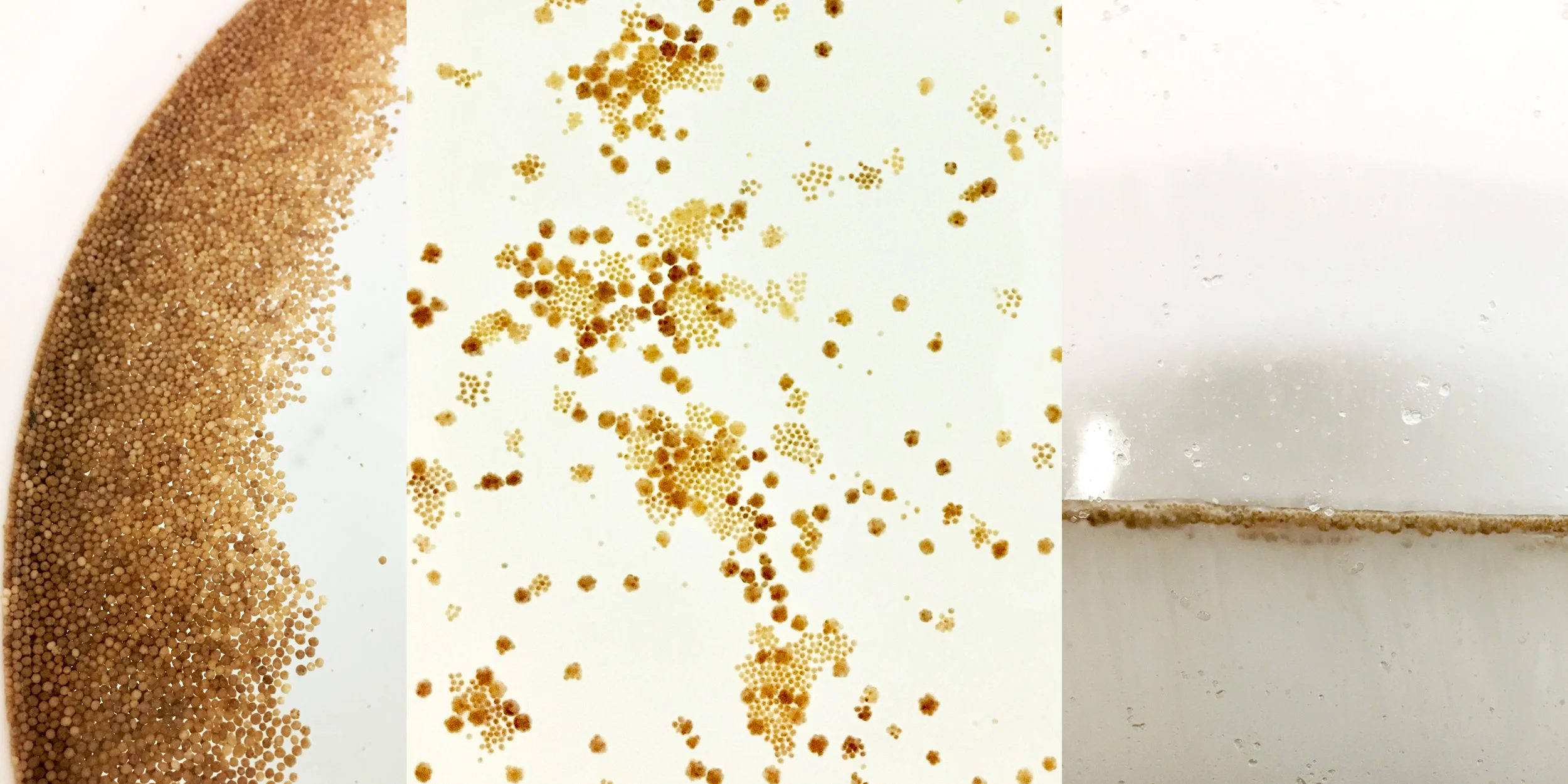 As rice coral bundles (left) begin to burst (middle), tiny eggs float at the surface while clouds of sperm (right) sink below. (Photo: S. Matsuda)