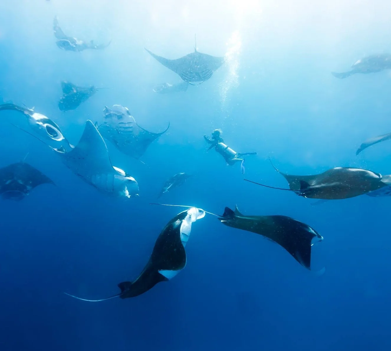 Manta rays surrounding dive team member, Matt Boyle