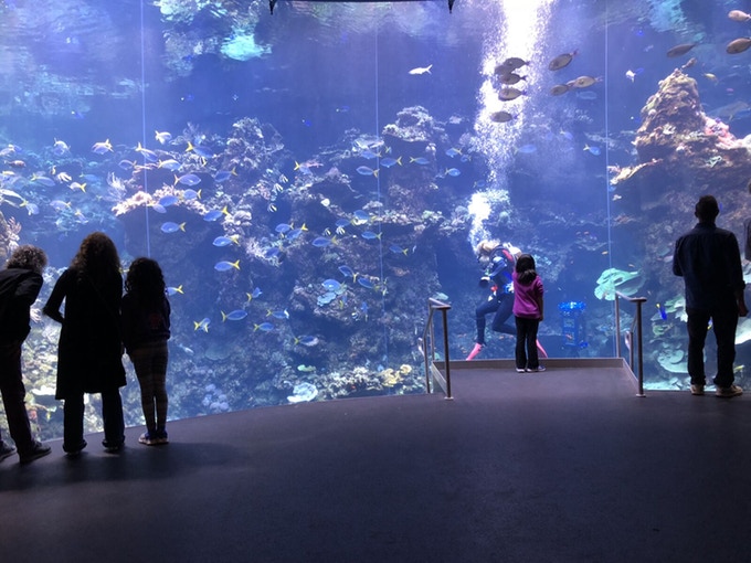 Filming at the California Academy of Sciences