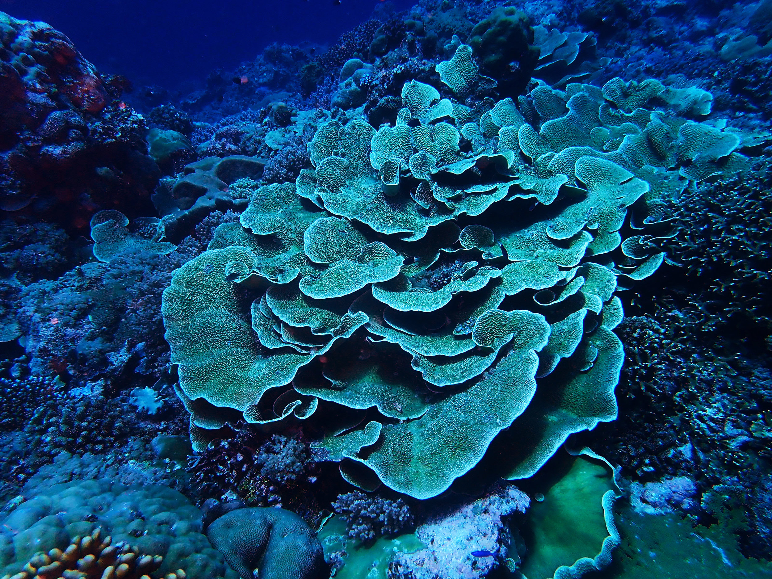 LettuceCoral.jpg