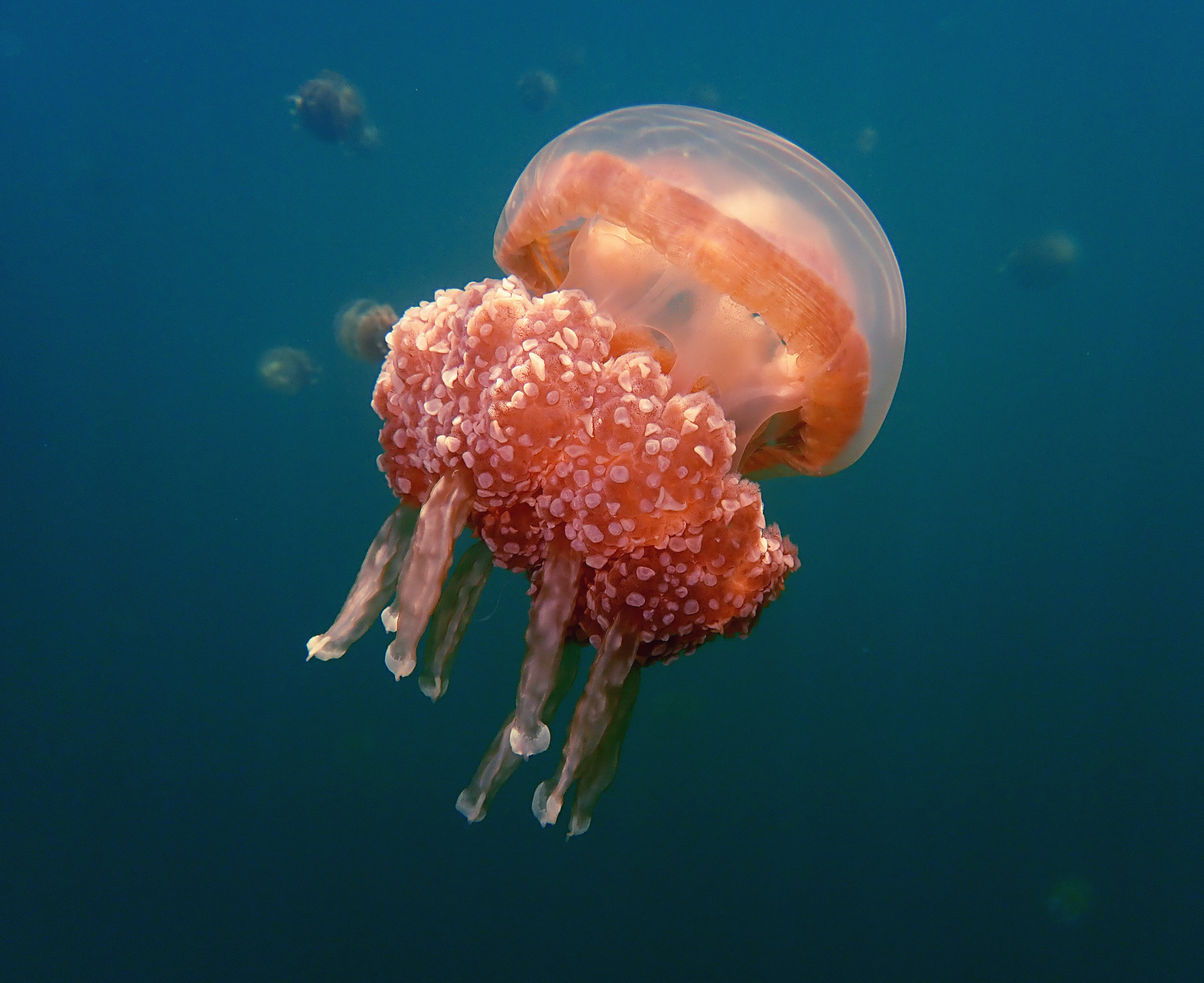 GoldenJelly3.jpg