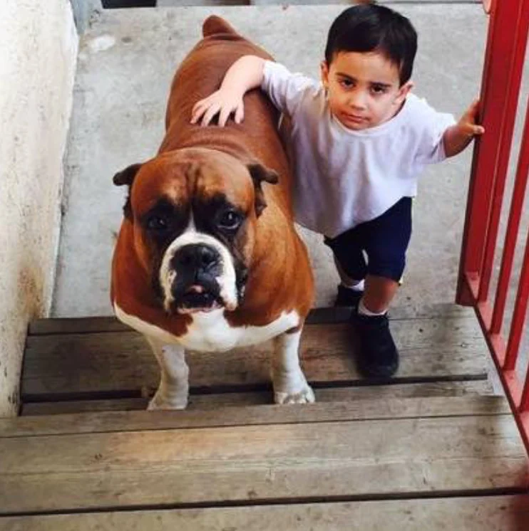Gavril Britto, 3, lost his best friend, boxer J.J., in March after the dog was apparently poisoned by San Diego criminals when Gavril’s father, Sgt. Gilbert Britto, was deployed.