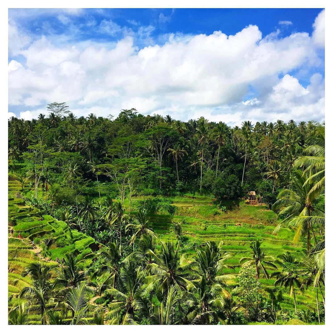 Someday Suffocation (BALI 3)