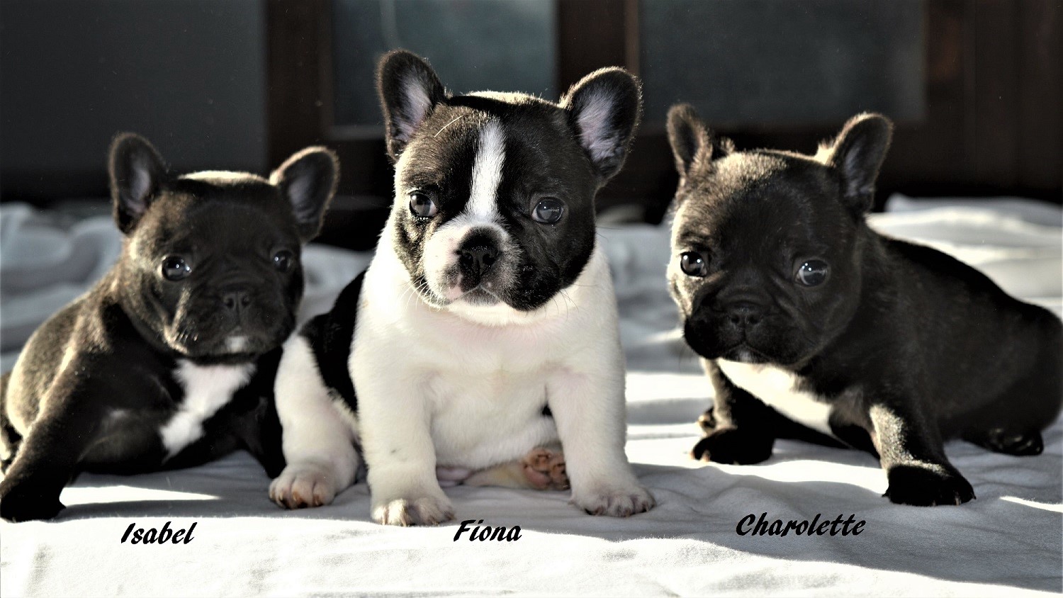 Frenchie Puppies-1.jpg