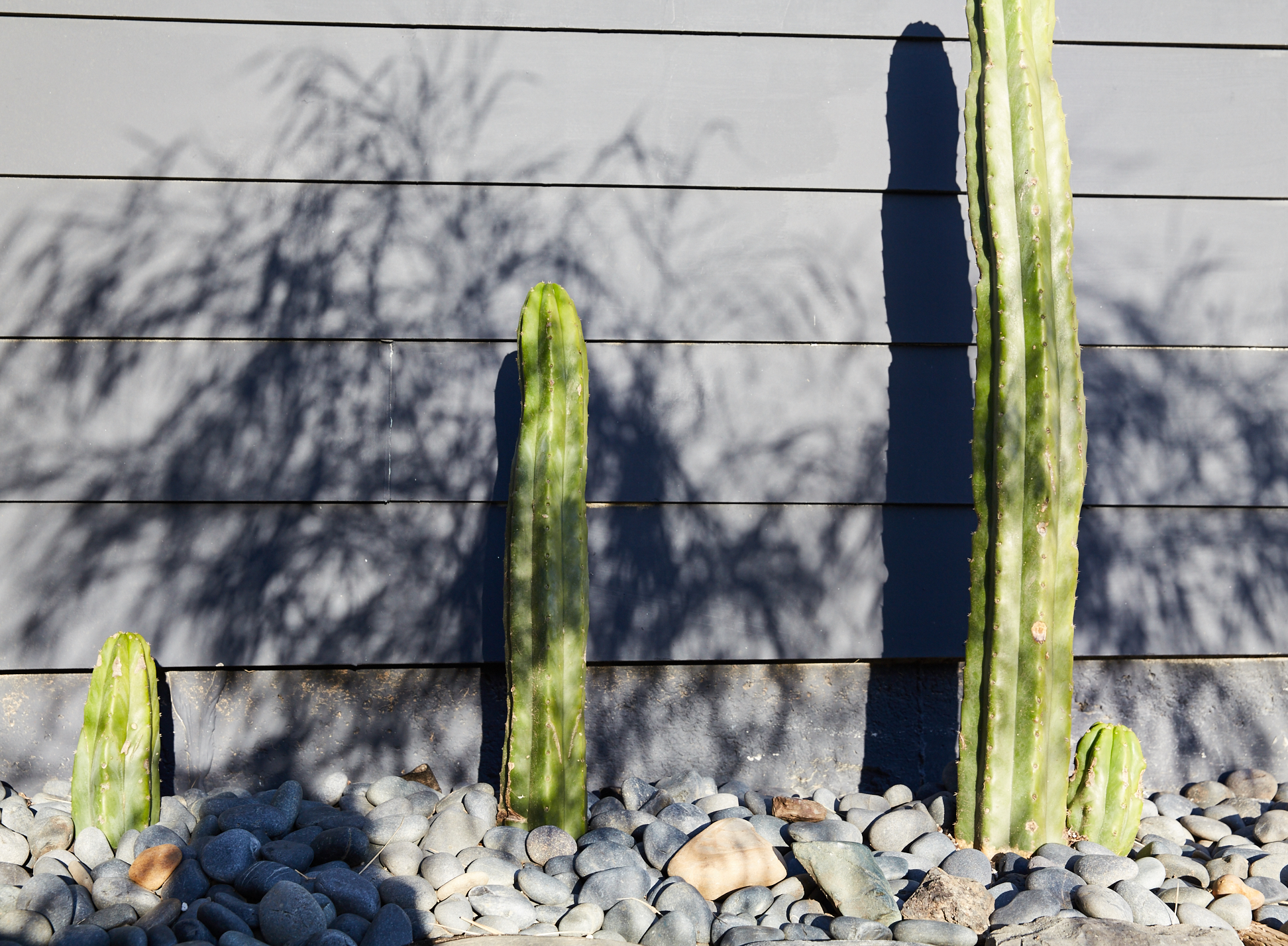 Cacti in Backyard