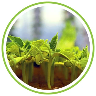 Circle_Button_3_Seedling.jpg