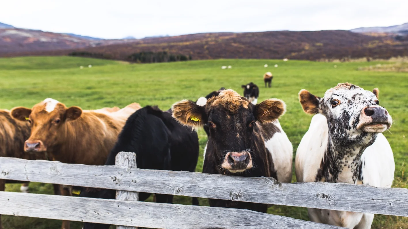 3 Reasons Why I Choose Grass-fed Meat and so Should You!