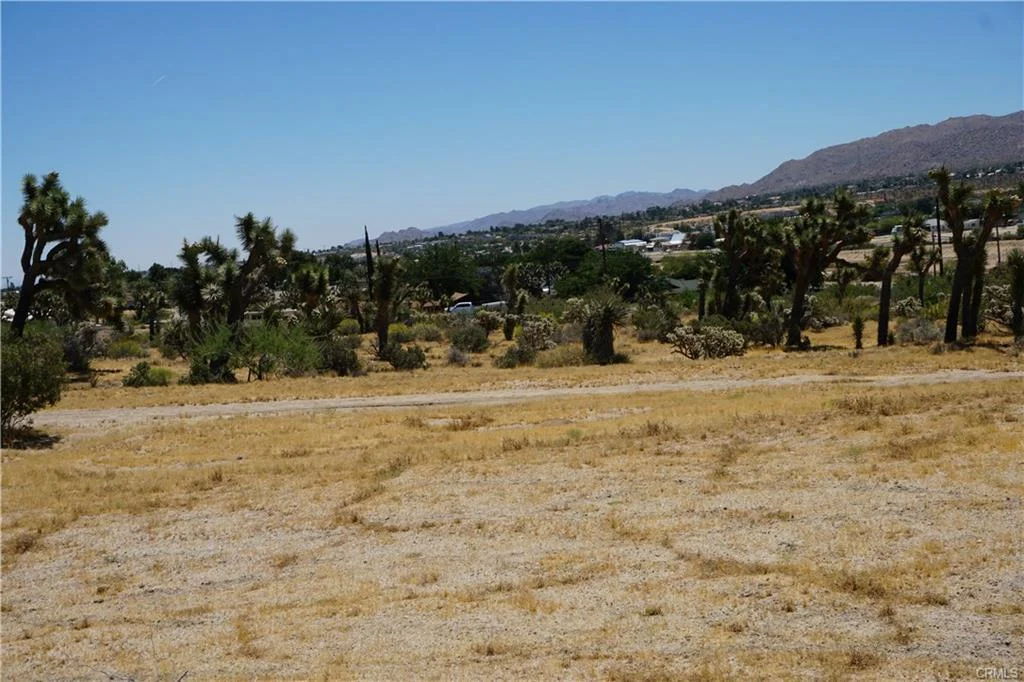 yucca1.jpeg