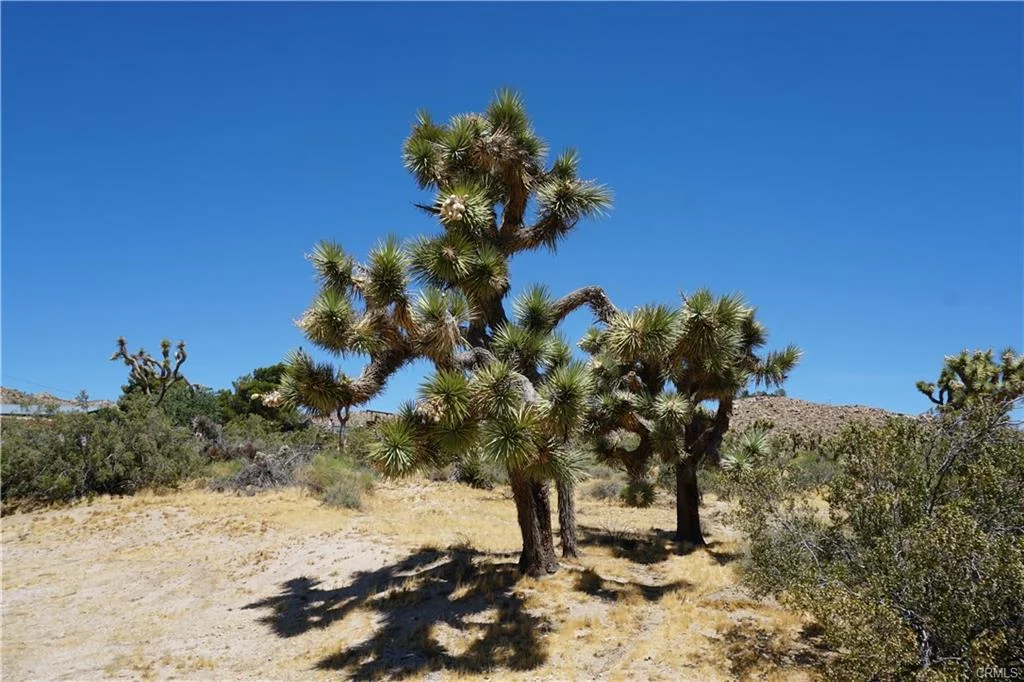 yucca2.jpeg