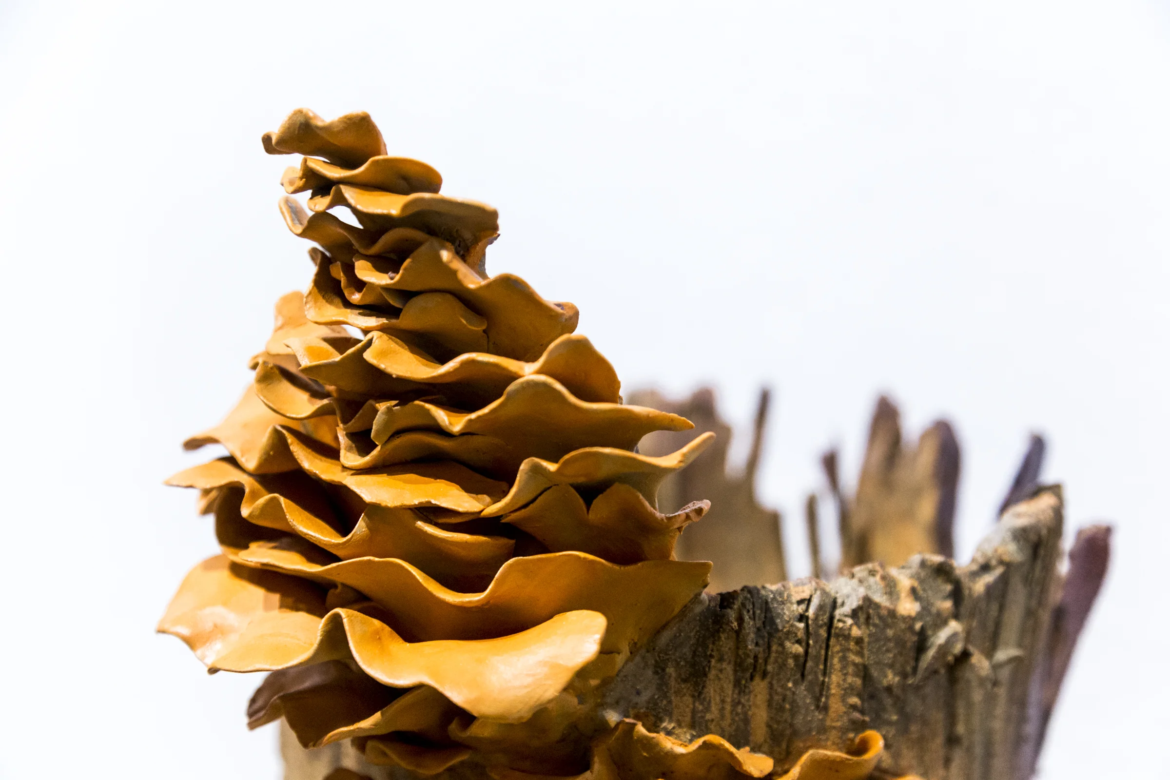 SM-18- BFA Erin Krogstad - Natural Balance-23.jpg