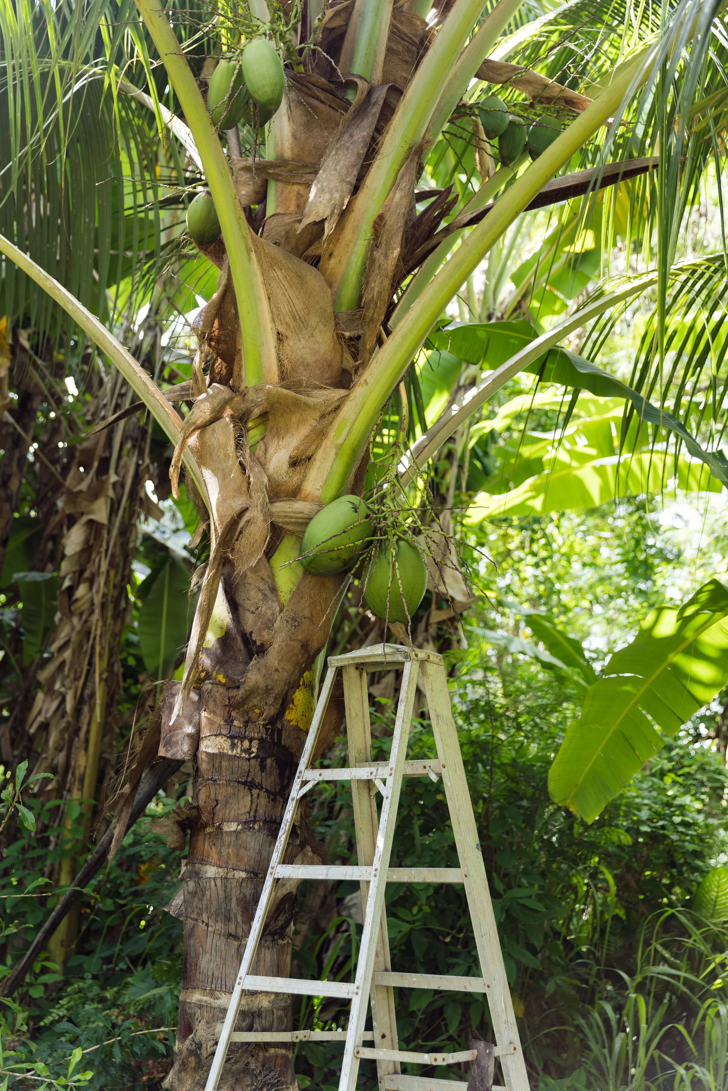 Lokahi PM 1-58 copy.jpg