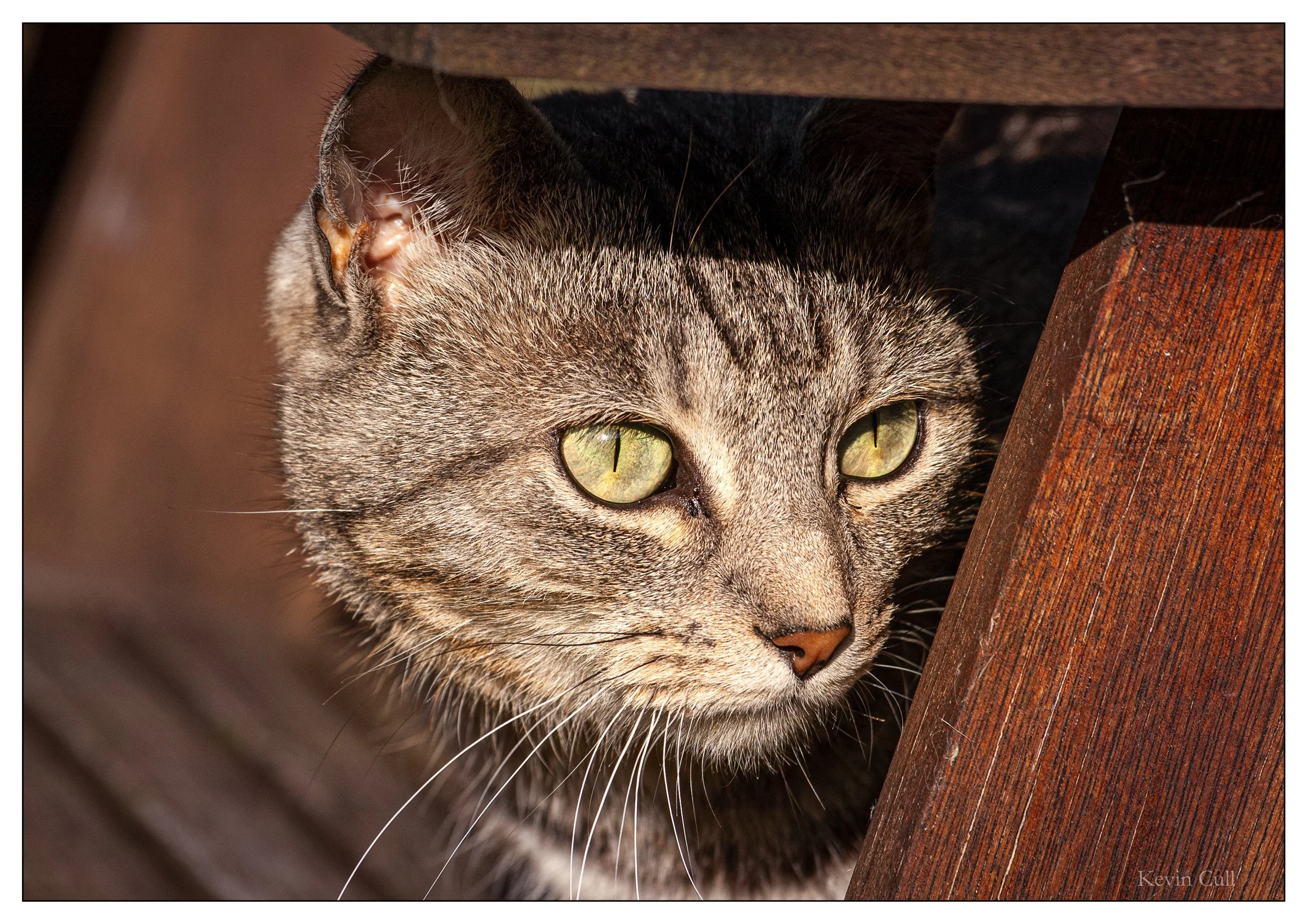 Close-up of a tabby cat with green eyes, partially hidden under a piece of furniture, showing part of its face, ear, and whiskers.