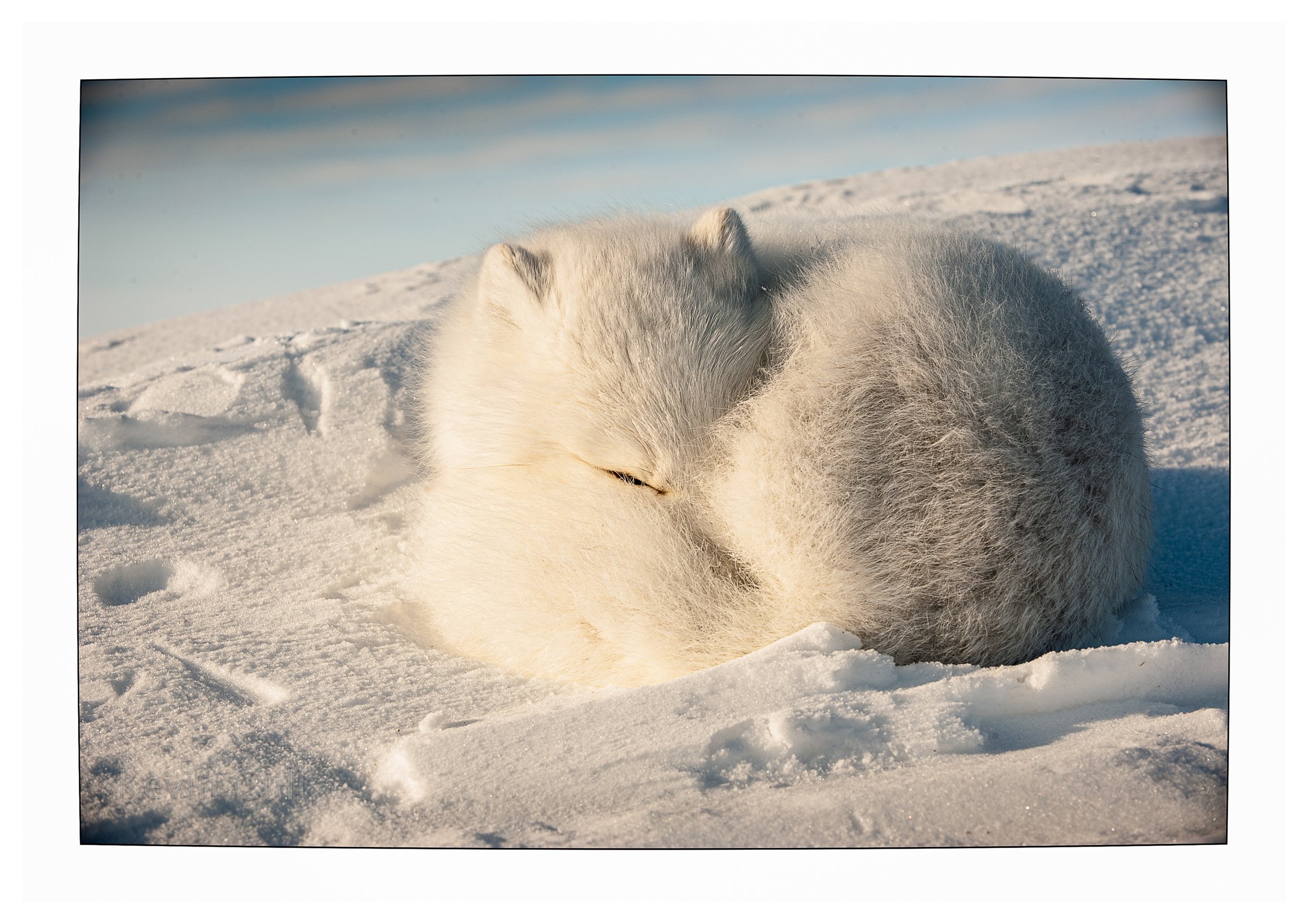 A close-up of a white dog, an Arctic Fox, resting on snow-covered ground outdoors during daytime.
