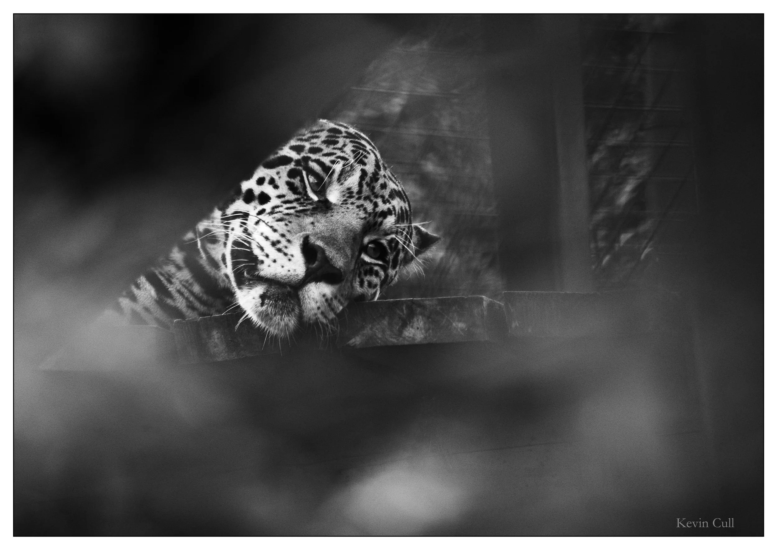 A black and white photograph of a leopard resting its head on a surface, with a blurred background and out-of-focus foreground. The name 'Kevin Cull' appears in the bottom right corner.