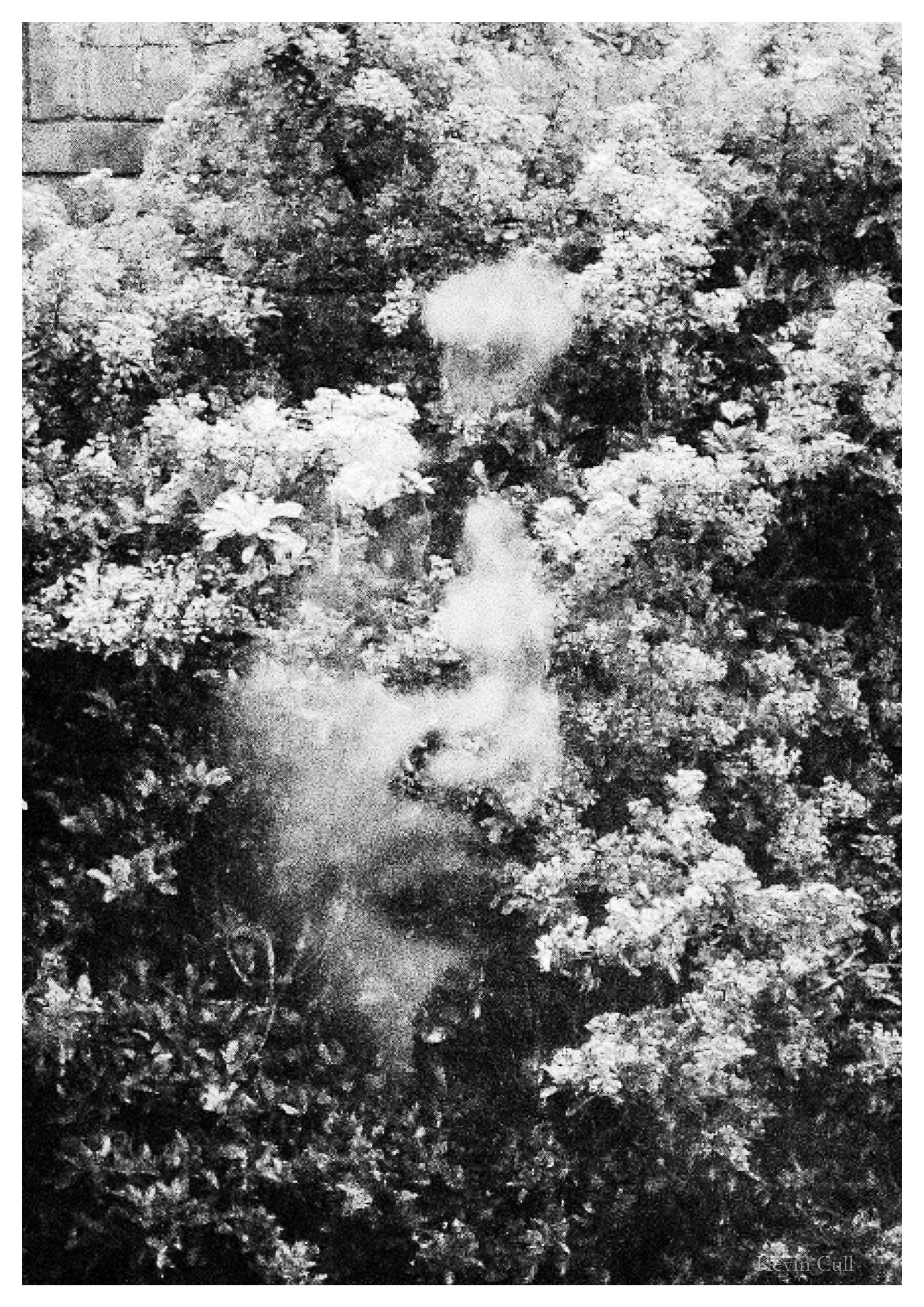 A black and white photograph of a small waterfall flowing over rocks with an impression of a face on the glass of the window in the foreground surrounded by dense foliage in a natural garden area.