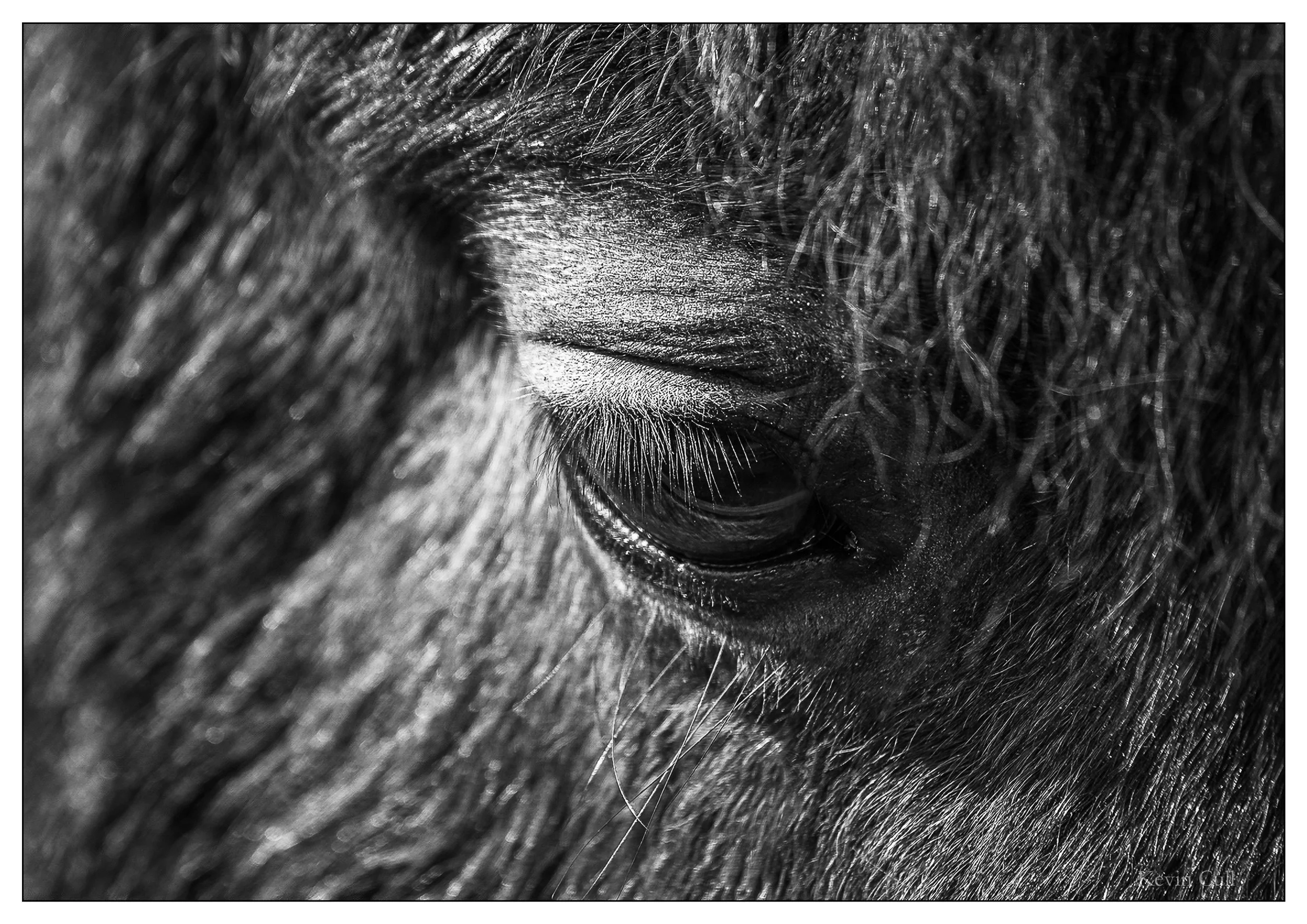 Close-up black and white photograph of a horse's nostril surrounded by textured fur and hair.