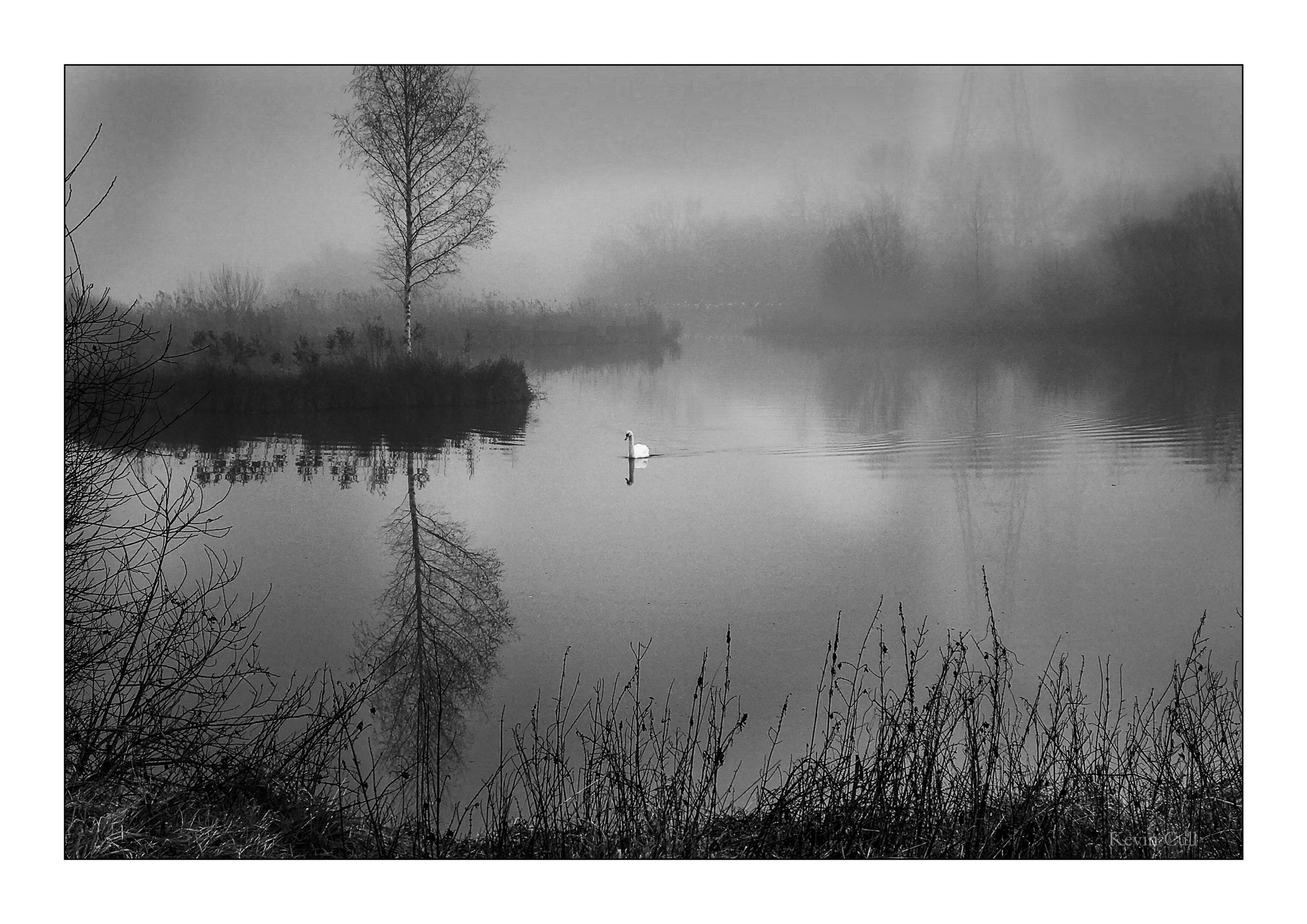 Black and white photograph of a calm lake with a single swan swimming near the shore, surrounded by leafless trees and mist in the background.