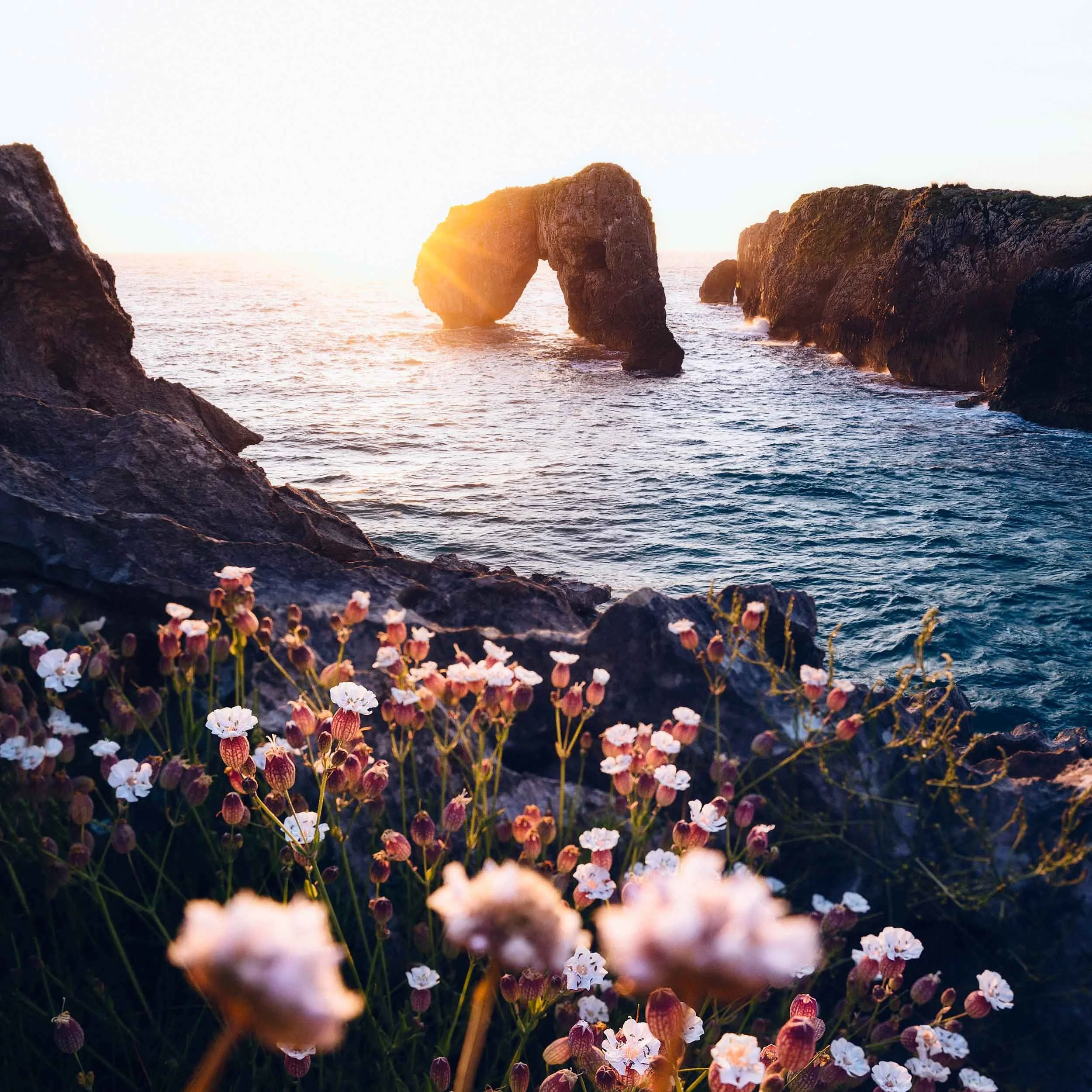 Flowers in front of the rock arch of Castro de Las Gaviotas located near Punta de Huelga near the village of Villahormes in the autonomous community of Asturias in Spain during sunrise. 