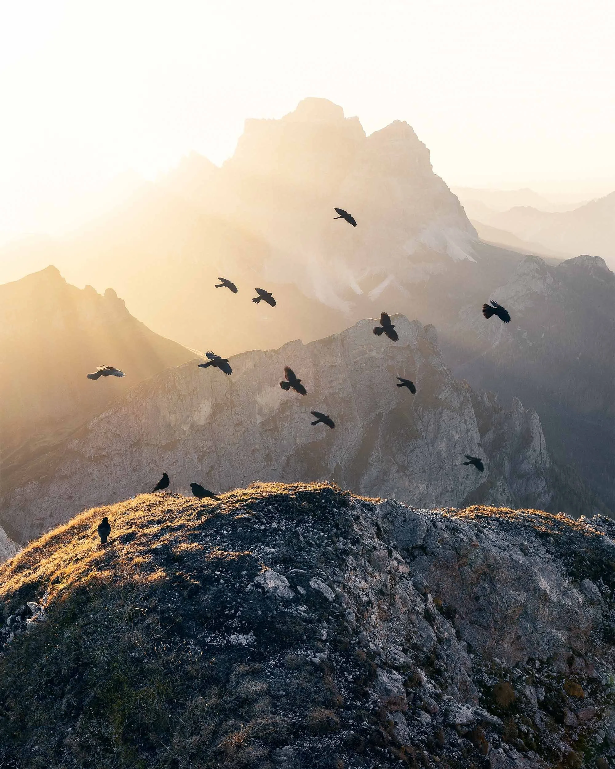 A group of birds flying over Malga Mondeval in front of Monte Pelmo during sunrise with the sunrays touching the mountain peaks. 