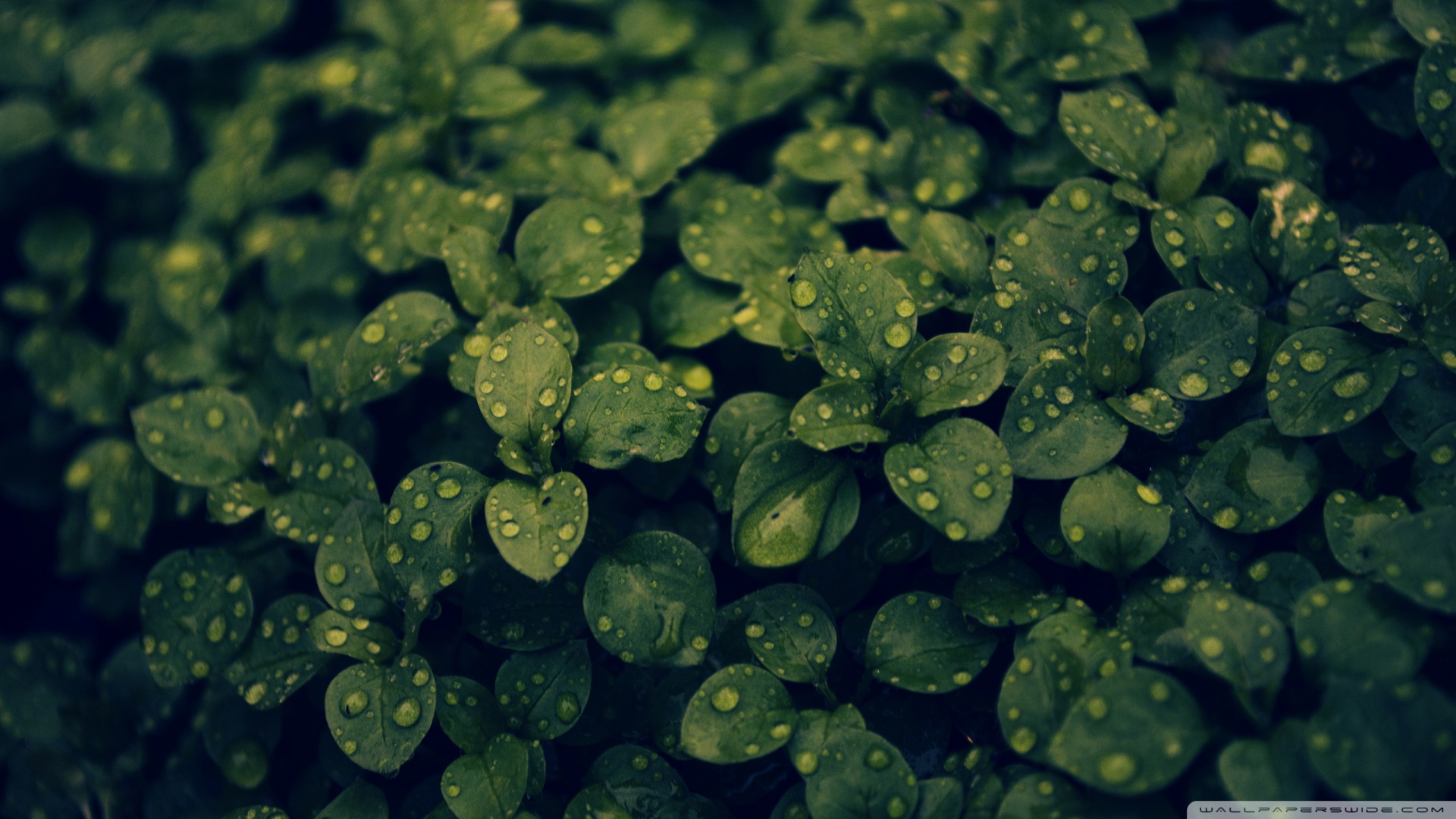Dark-Green-Leaves-Wallpapers-www.wallpapersbrowse.com.jpg