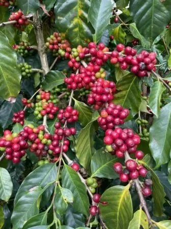 Chiapas-cherry-336x450.jpg