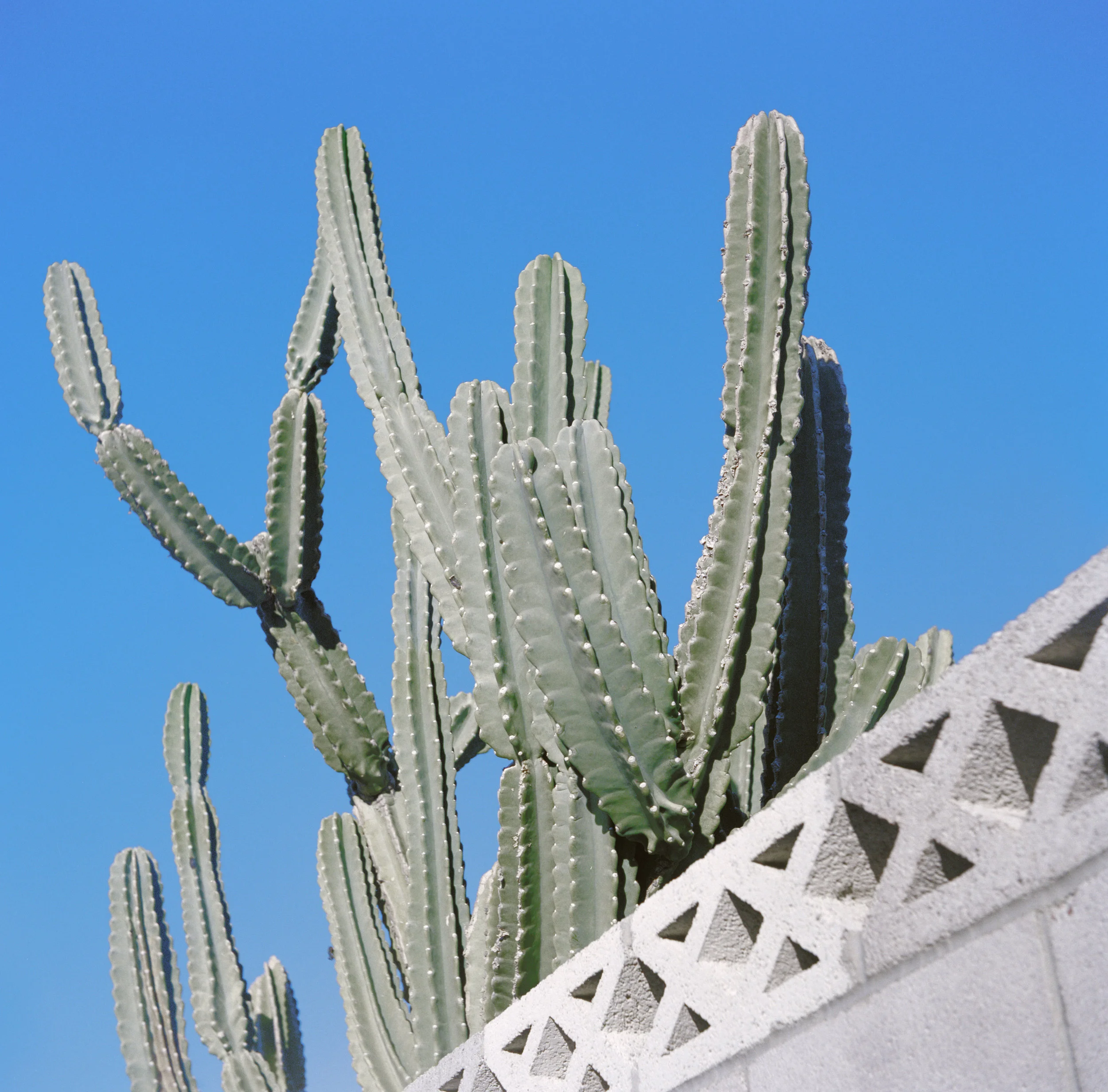 cactus.jpg