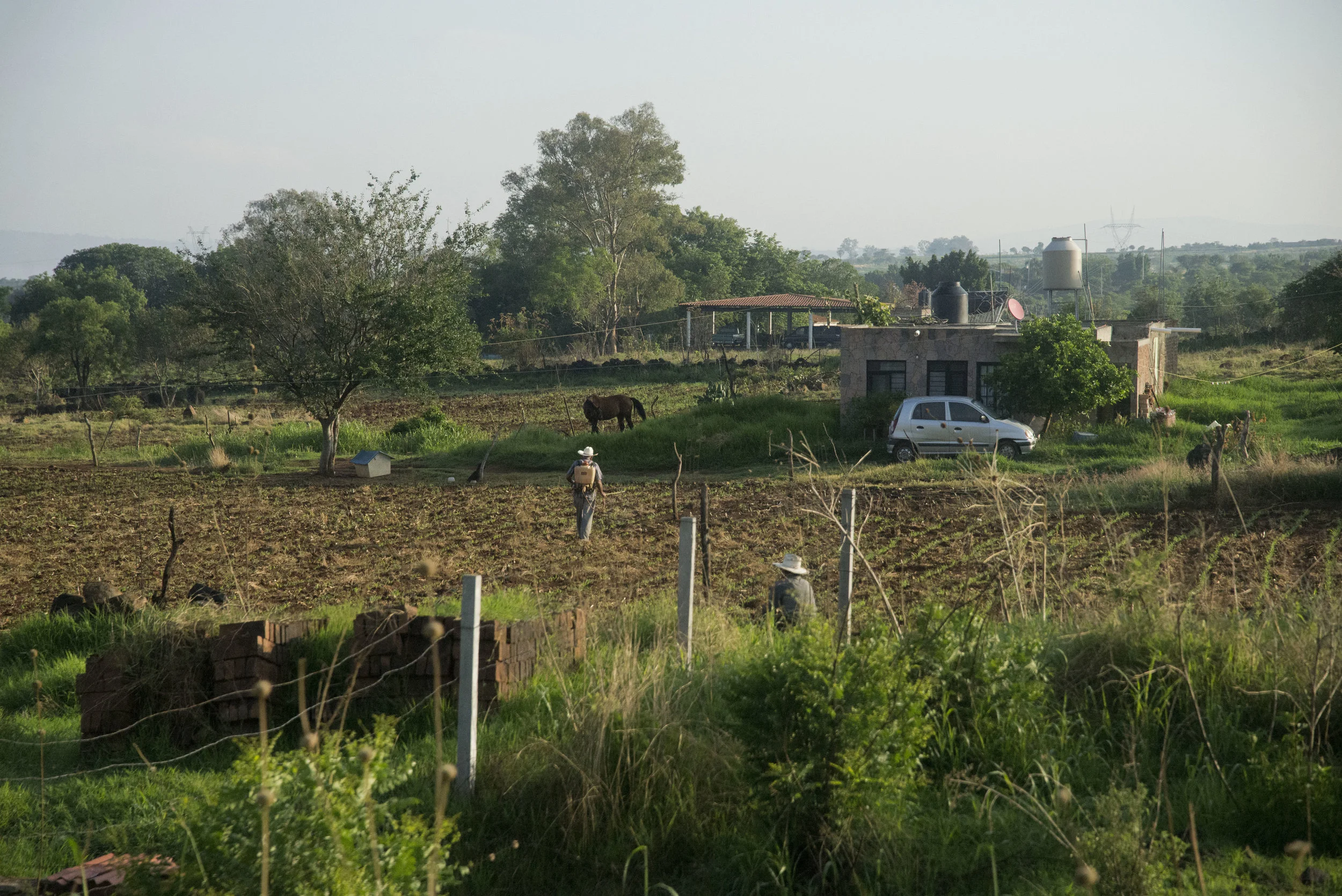 fields.jpg