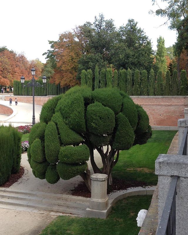 Groomed tree in Madrid
