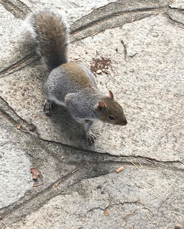 A nosy squirrel in Torino
