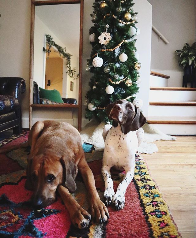 Has everyone gotten their Christmas decor up?!? I&rsquo;m glad our house is small and we got it mostly done last weekend! .
.
Working the weekend shift wishing I was snuggling these babies right now! Happy Saturday 😊
.
.
.
#mypinterest
#holidaydecor