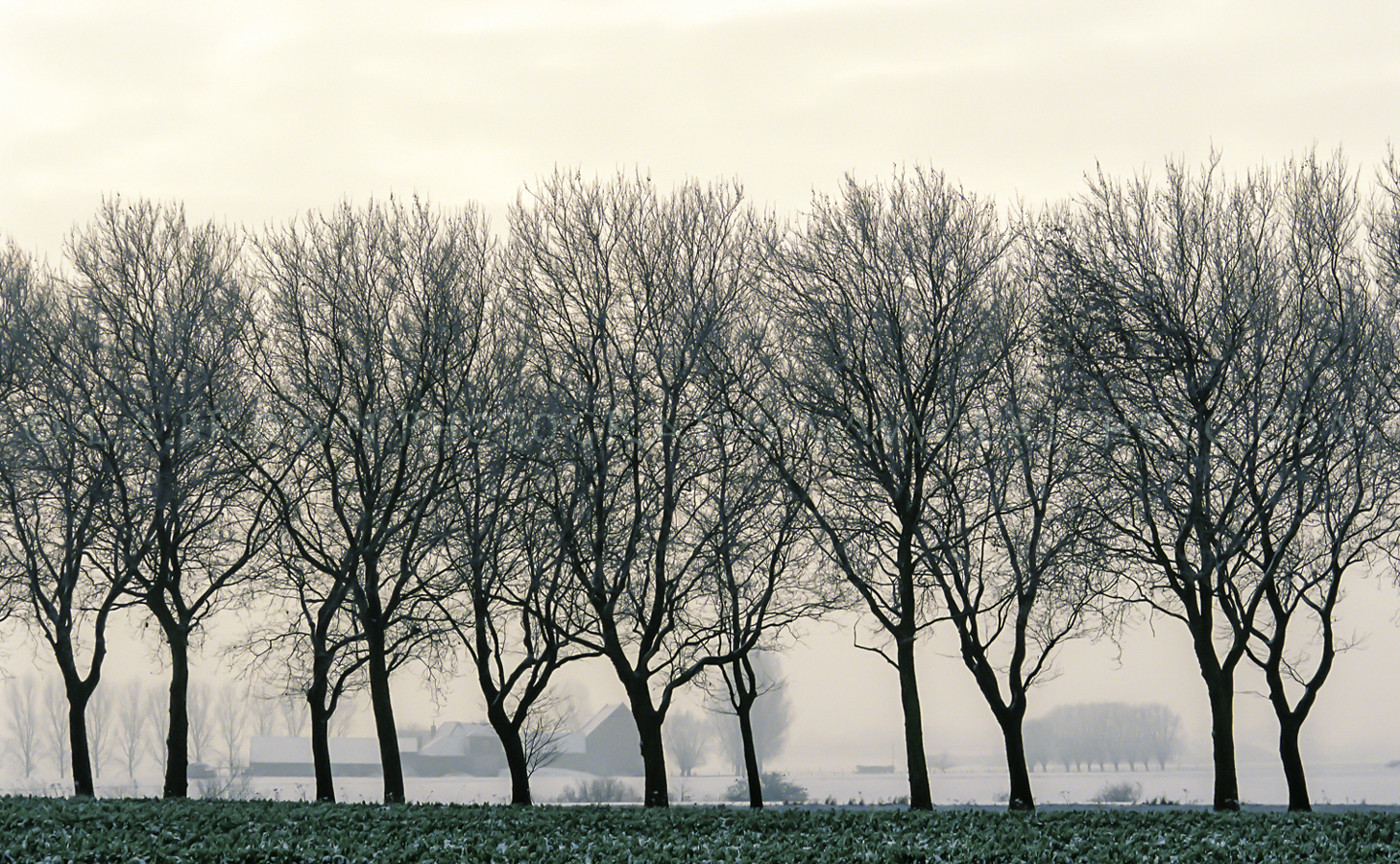 Trees Belgium