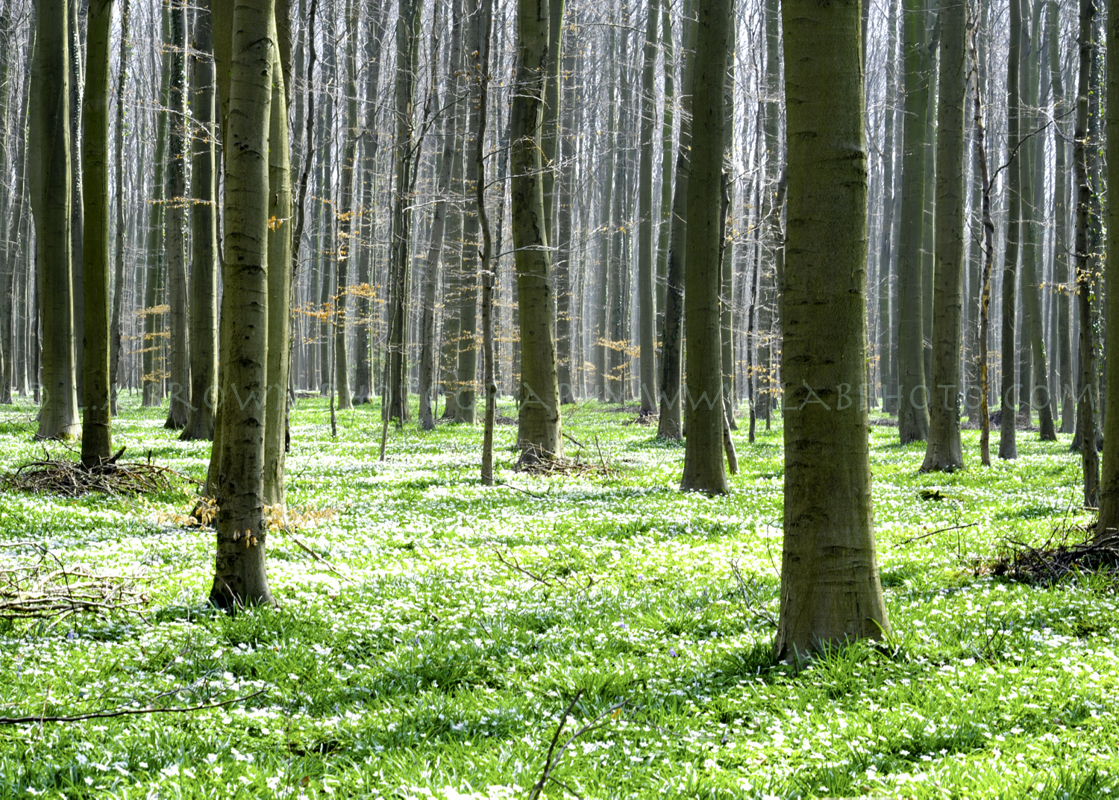 Trees, Belgium