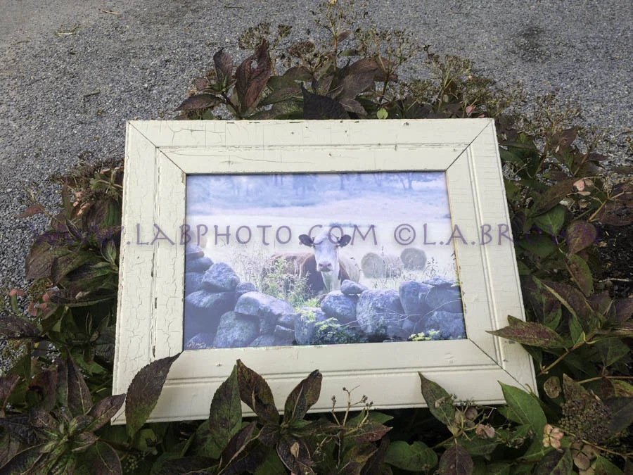 LABPHOTO Framing - 40.jpg