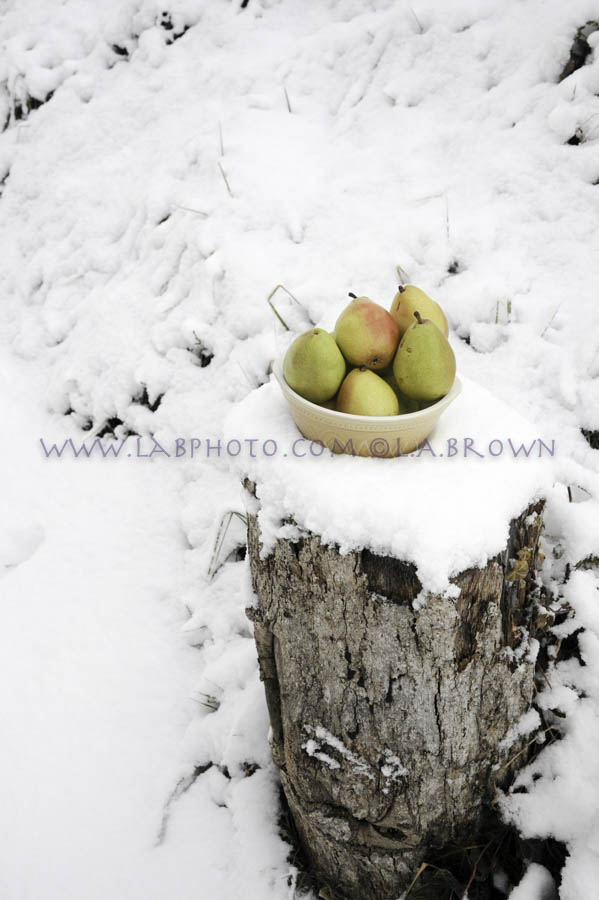 LABPHOTO Still Life-3.jpg