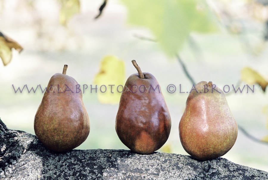 LABPHOTO Still Life-24.jpg