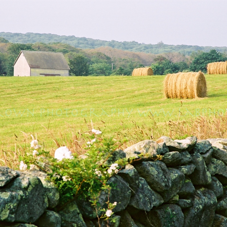 Farm-126.jpg