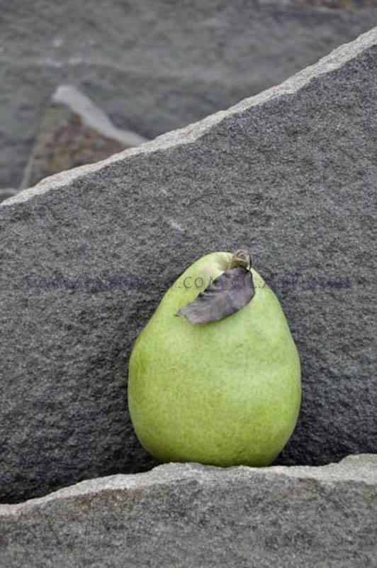 LABPHOTO Still Life-200.jpg