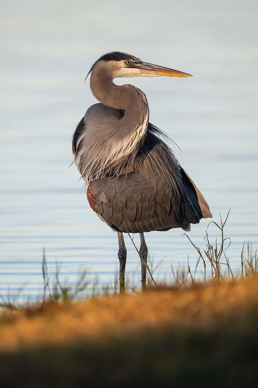 Blue Heron Pose (Click to Explore)