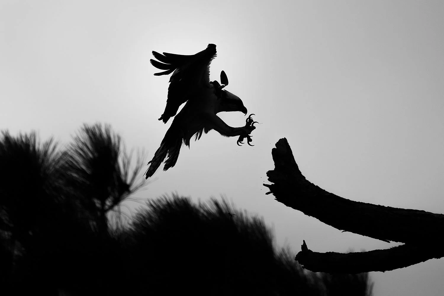 Flight's End (Click to Explore)