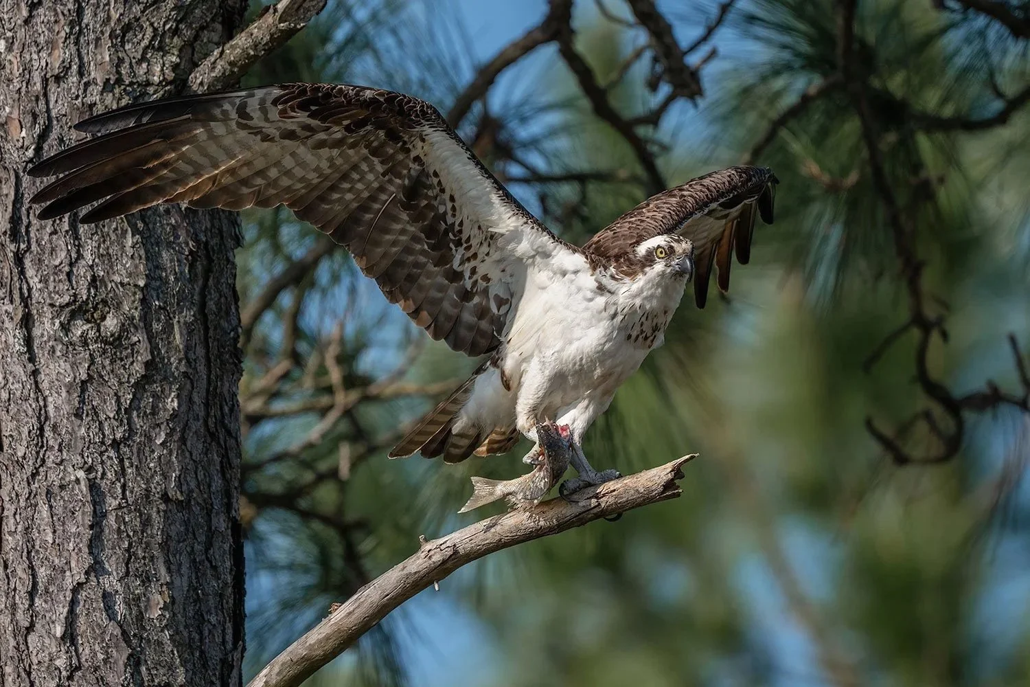 Untitled (Click to Explore)