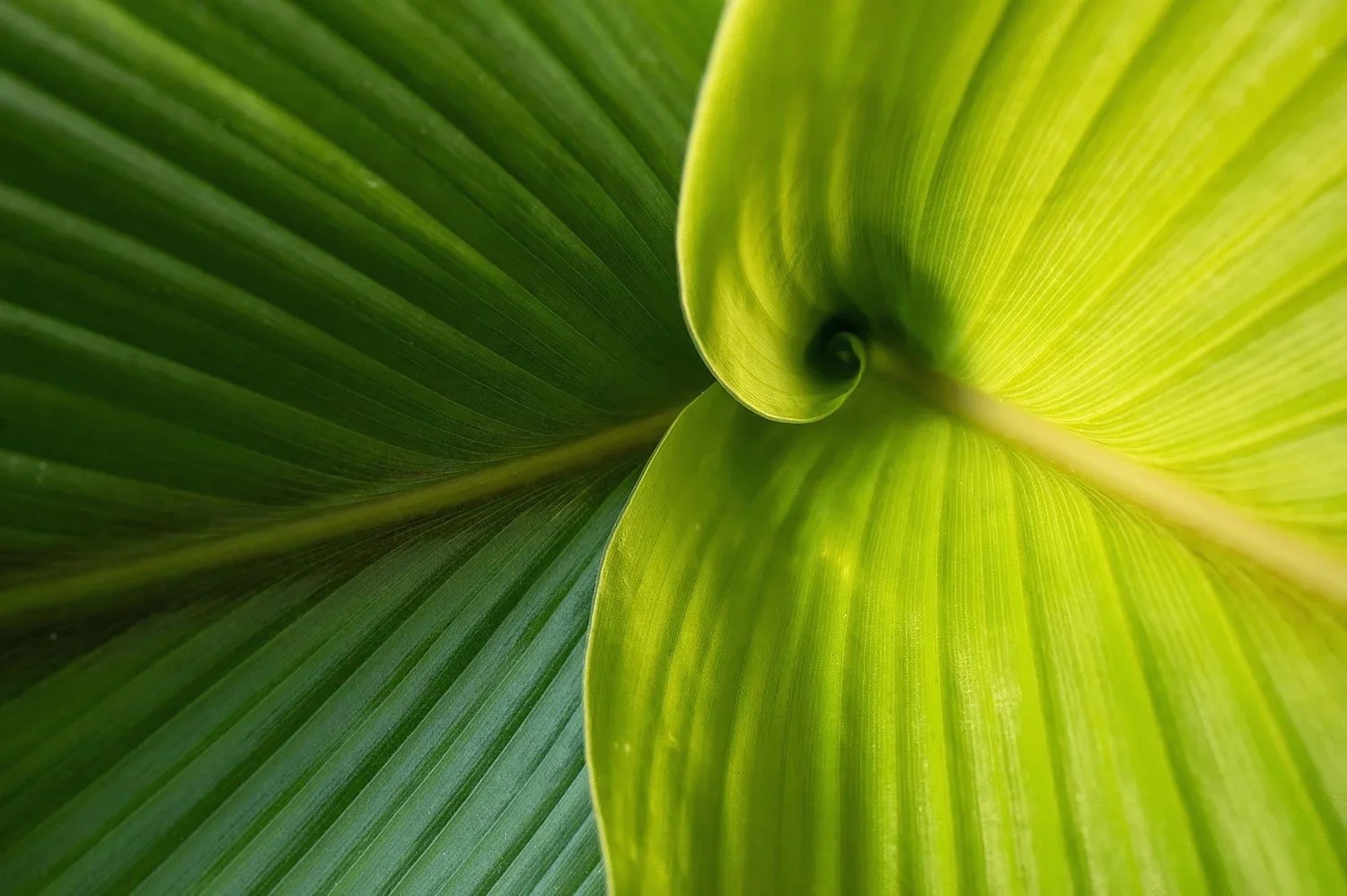 Nature's Greens (Click to Explore)
