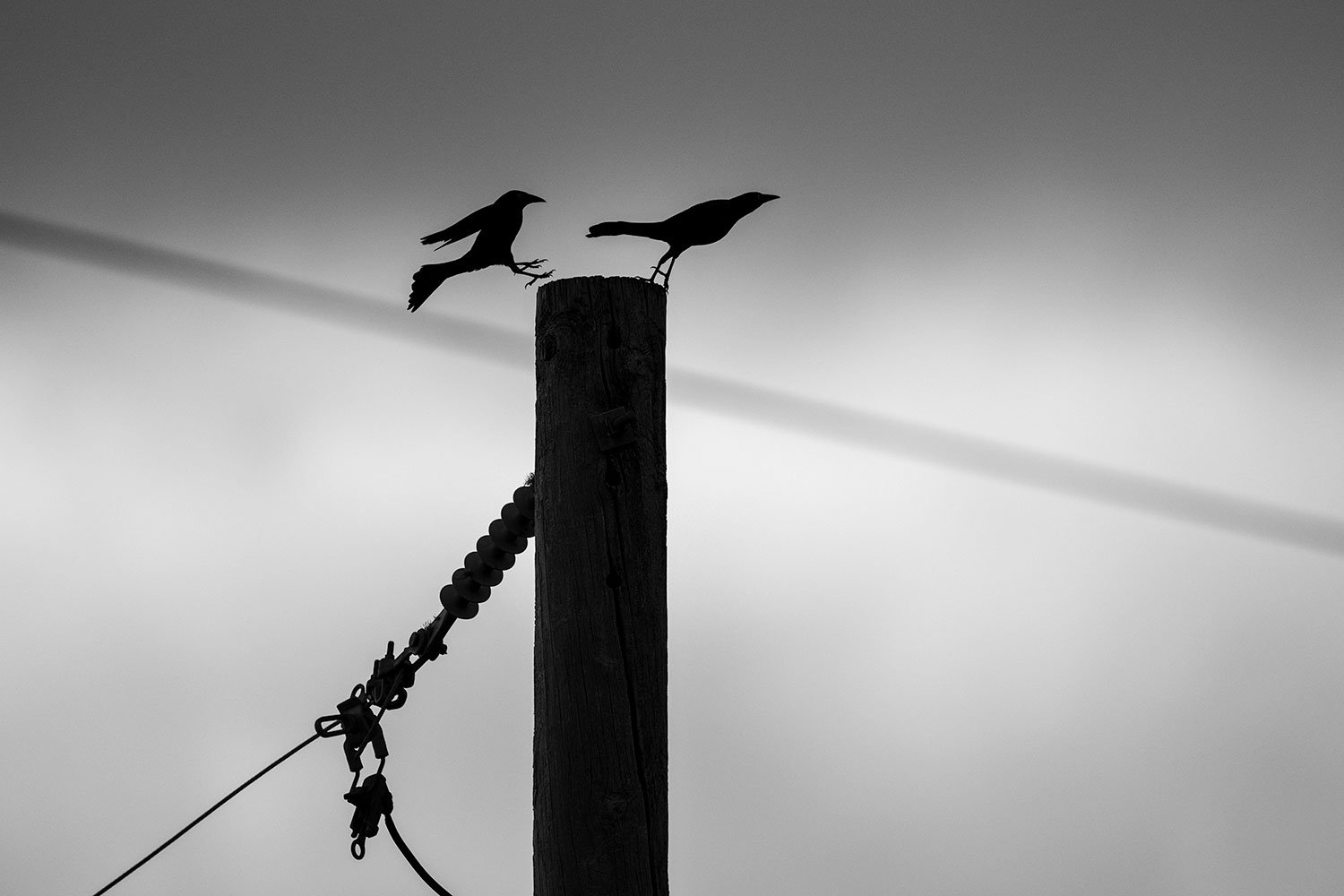 On and Off Blackbirds (Click to Explore)