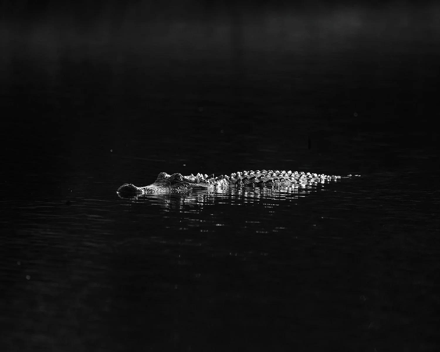 Gator in Black (Click to Explore)