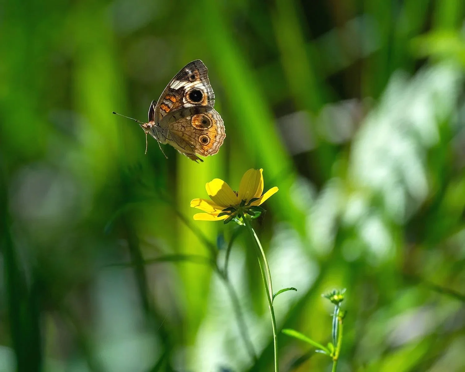 Buckeye Flight (Click to Explore)